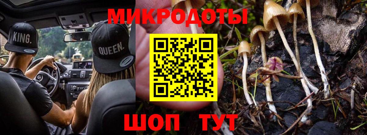 Галлюциногенные грибы Psilocybe Дербент